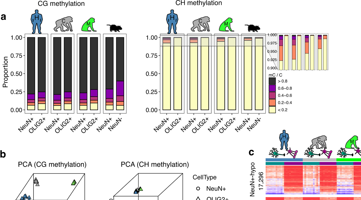 Figure 1 comparison of CG and CH methylation across human and non-human primate brain cell types