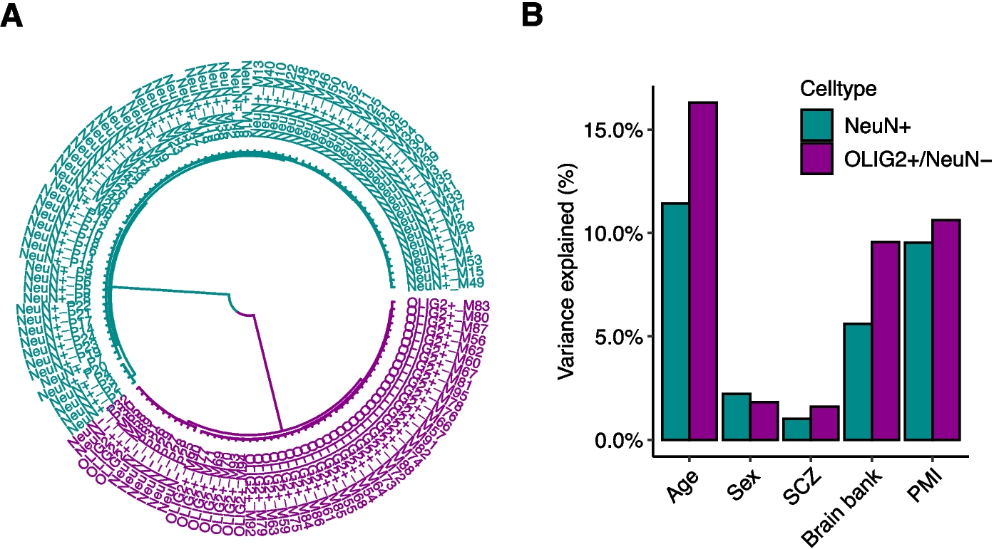 Figure 1 variation of DNA methylation in neurons and oligodendrocytes across age