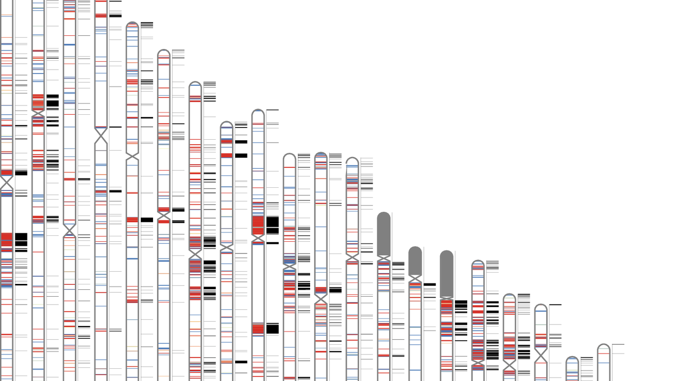 Figure 1 pangenome representation of human segmental duplications
