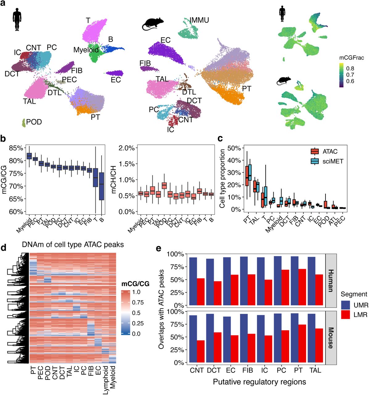 Figure 1 single-cell DNA methylome atlas of human and mouse kidney cell types