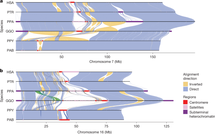 Figure 1 chromosomal alignments across complete great ape genomes