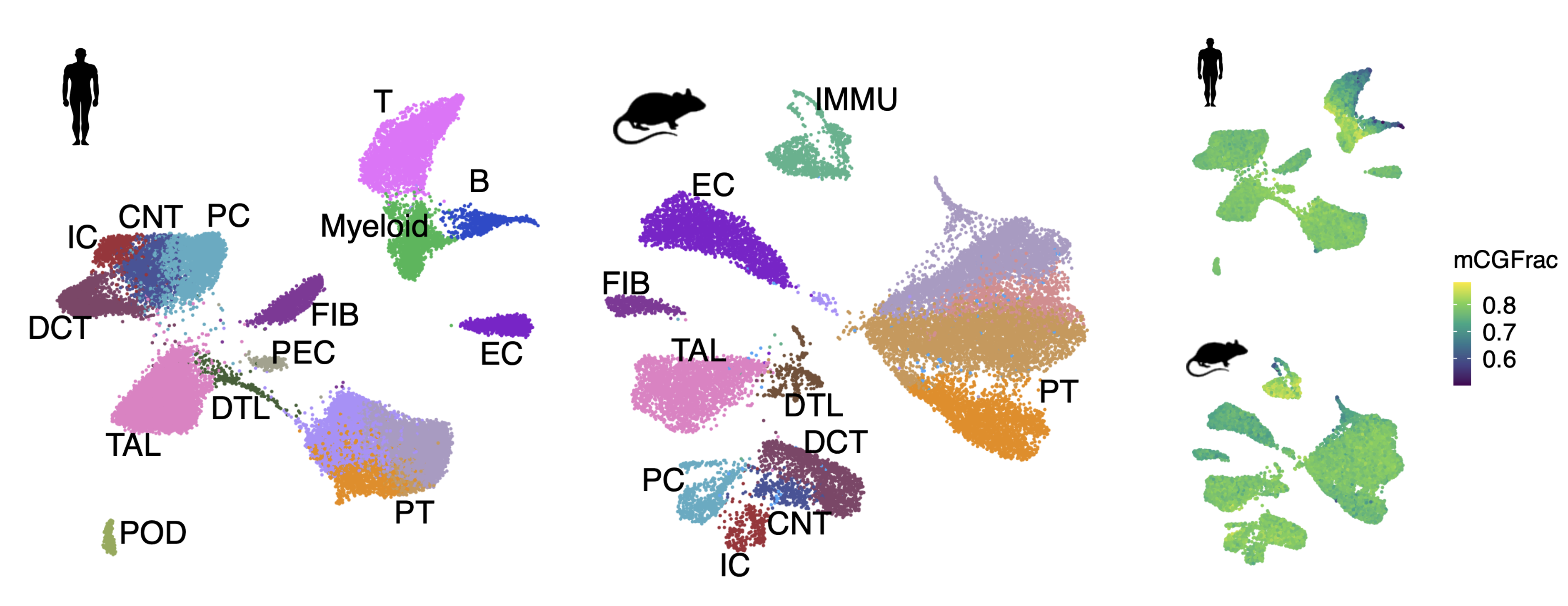 Cell-resolved DNA methylation profiles across species, ages, and disease contexts