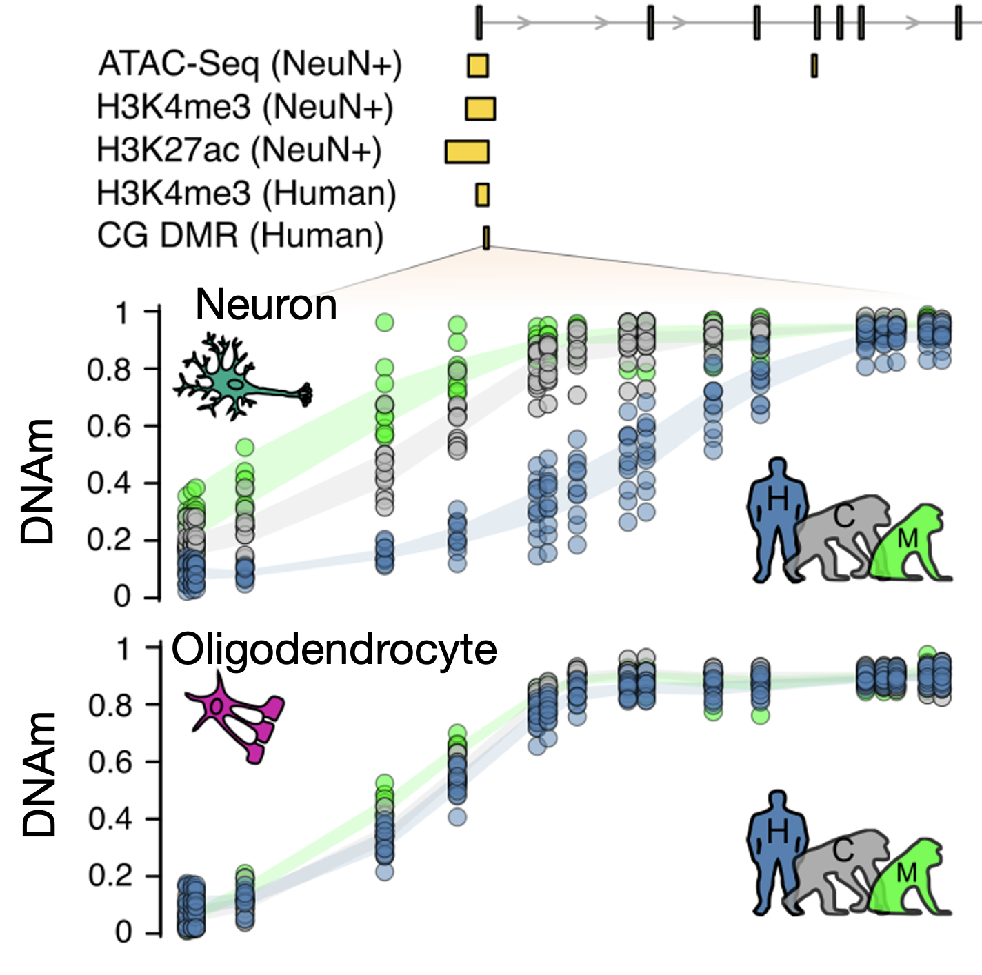 Comparative DNA methylation patterns across human and non-human primate brain cell types
