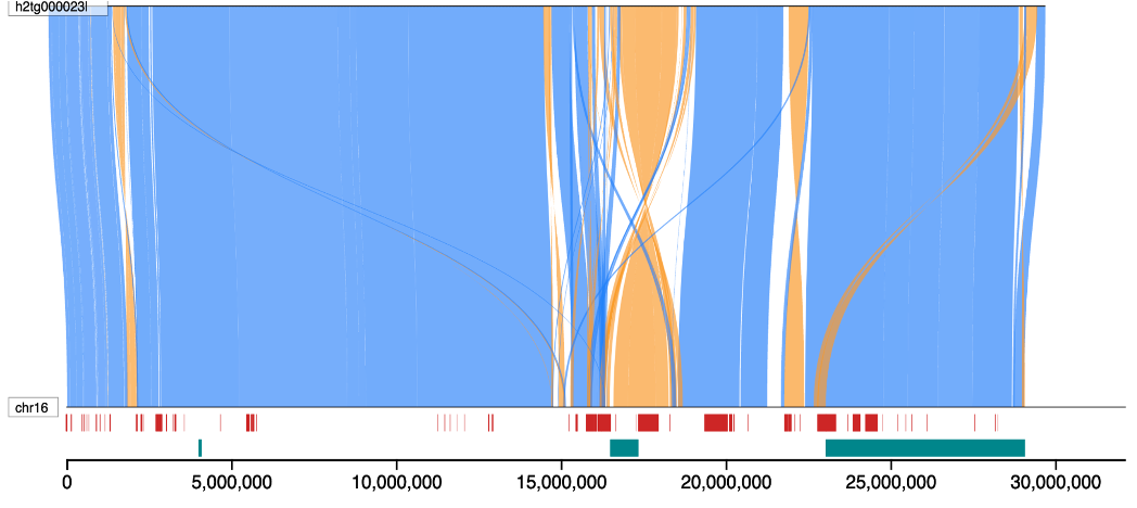Chromosome alignment of chromosome 16 between human and chimpanzee assemblies